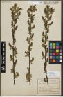 Foto von Salix myrsinifolia Salisb.